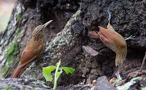 Straight-billed Woodcreeper