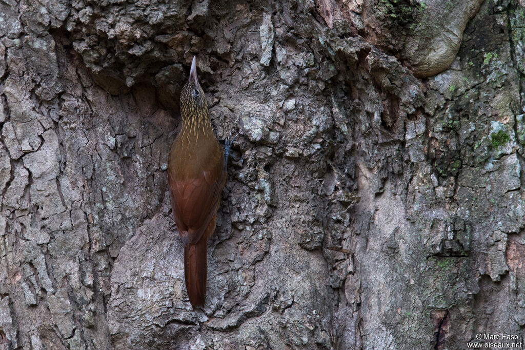 Grimpar talapiotadulte, identification, pêche/chasse