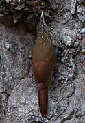 Straight-billed Woodcreeper