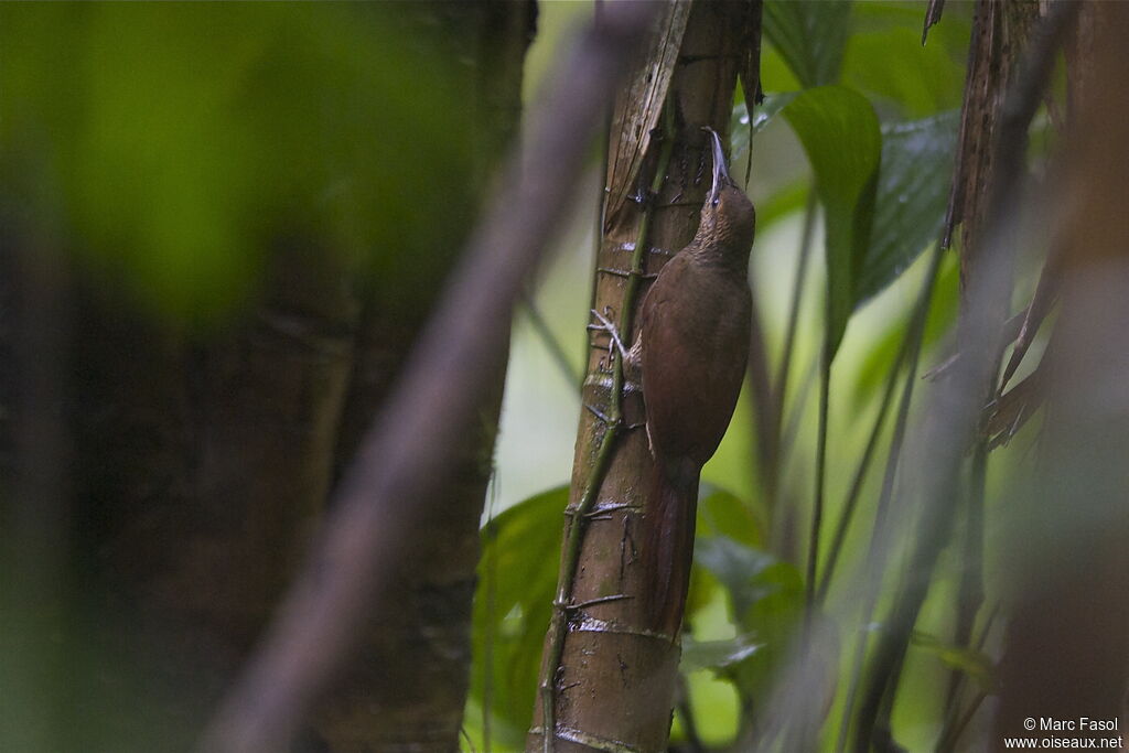 Northern Barred Woodcreeperadult, identification, feeding habits, Behaviour