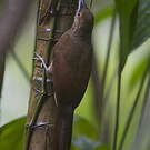 Grimpar vermiculé