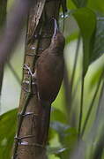 Northern Barred Woodcreeper