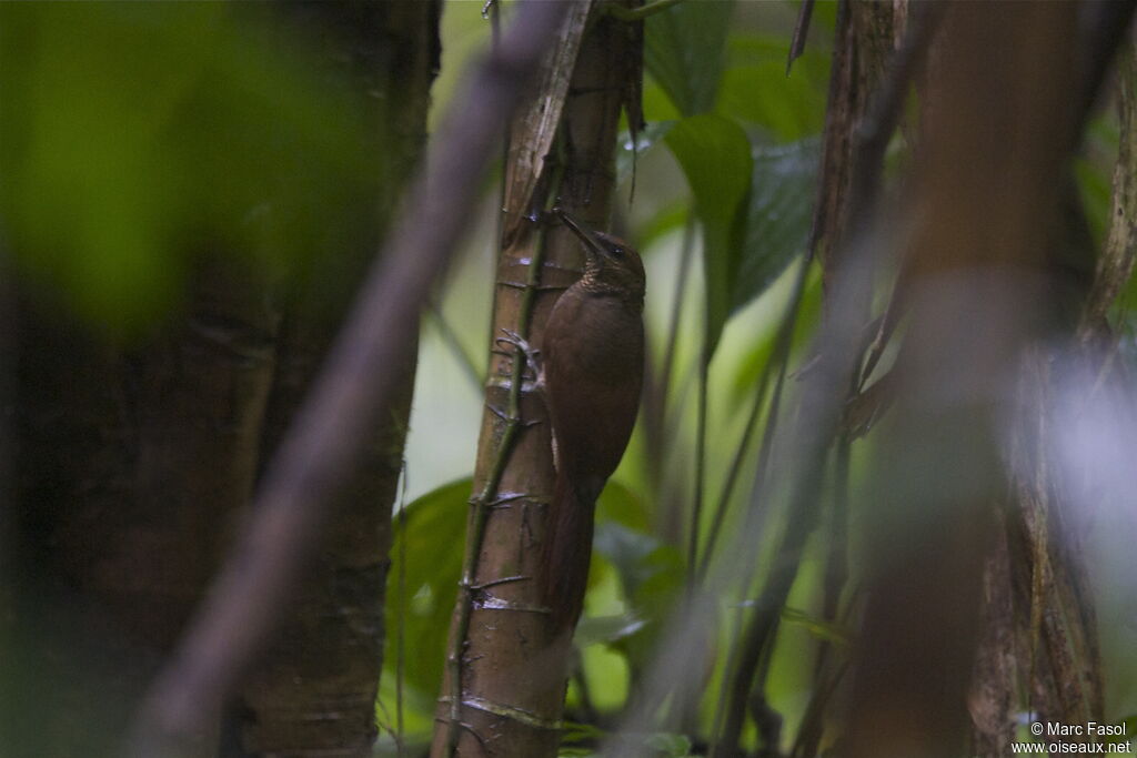 Northern Barred Woodcreeperadult, identification, feeding habits, Behaviour