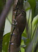 Northern Barred Woodcreeper