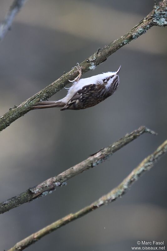 Grimpereau des bois mâle adulte nuptial, identification, Comportement