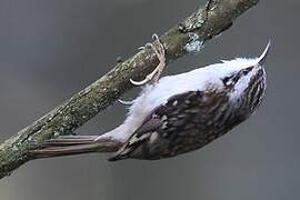 Eurasian Treecreeper