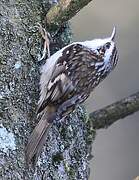 Eurasian Treecreeper