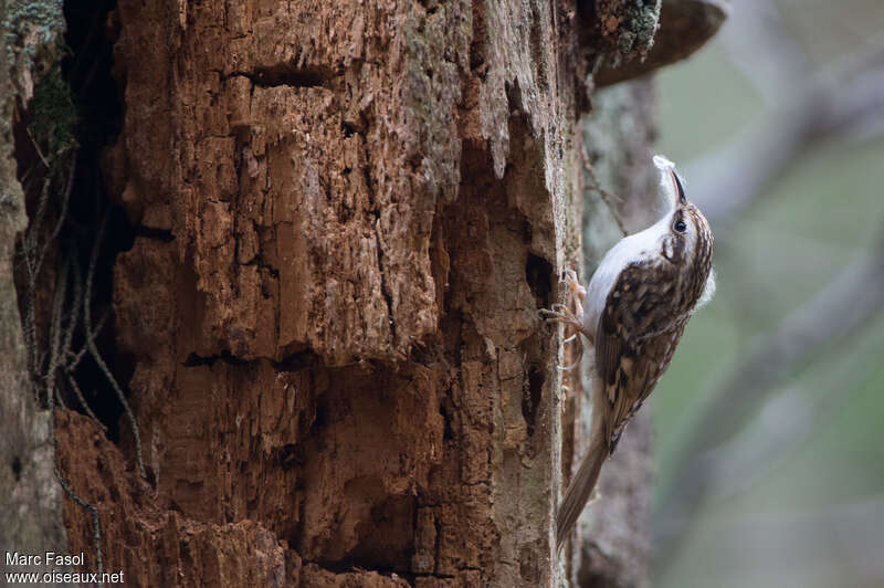 Eurasian Treecreeperadult, Reproduction-nesting