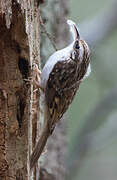 Eurasian Treecreeper