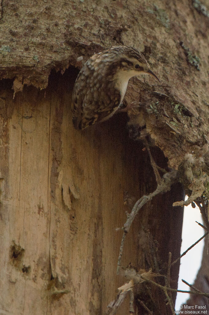 Grimpereau des boisadulte, identification, Nidification