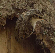 Eurasian Treecreeper