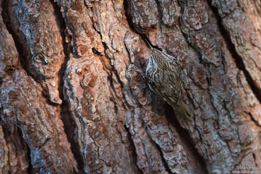 Grimpereau des jardinsadulte, identification, camouflage