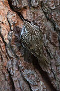 Short-toed Treecreeper