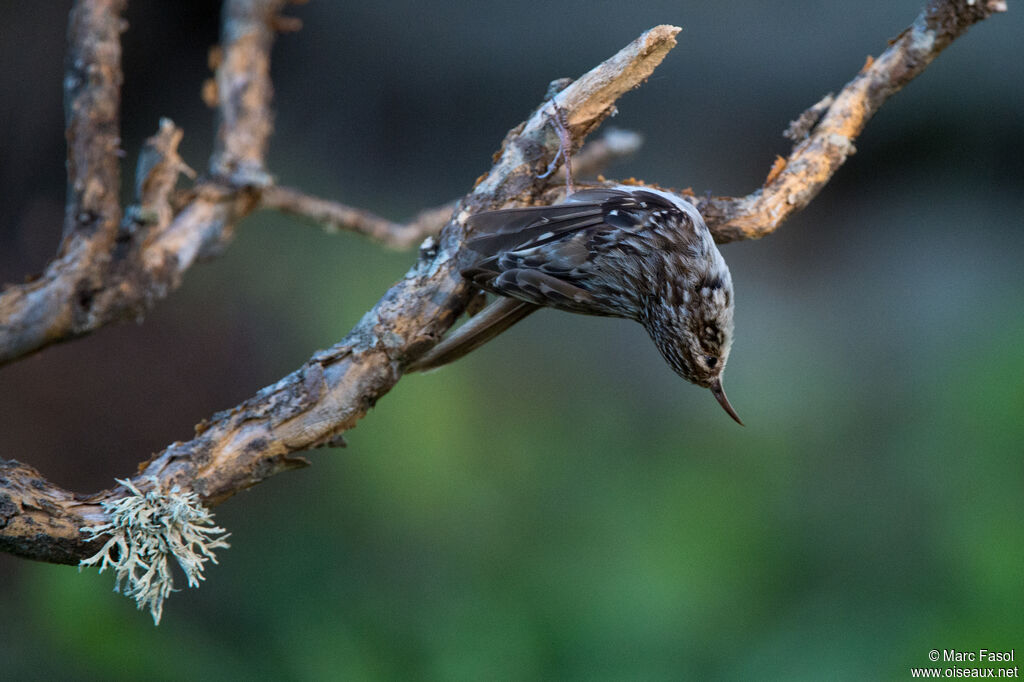 Short-toed Treecreeperadult, identification