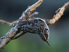 Short-toed Treecreeper