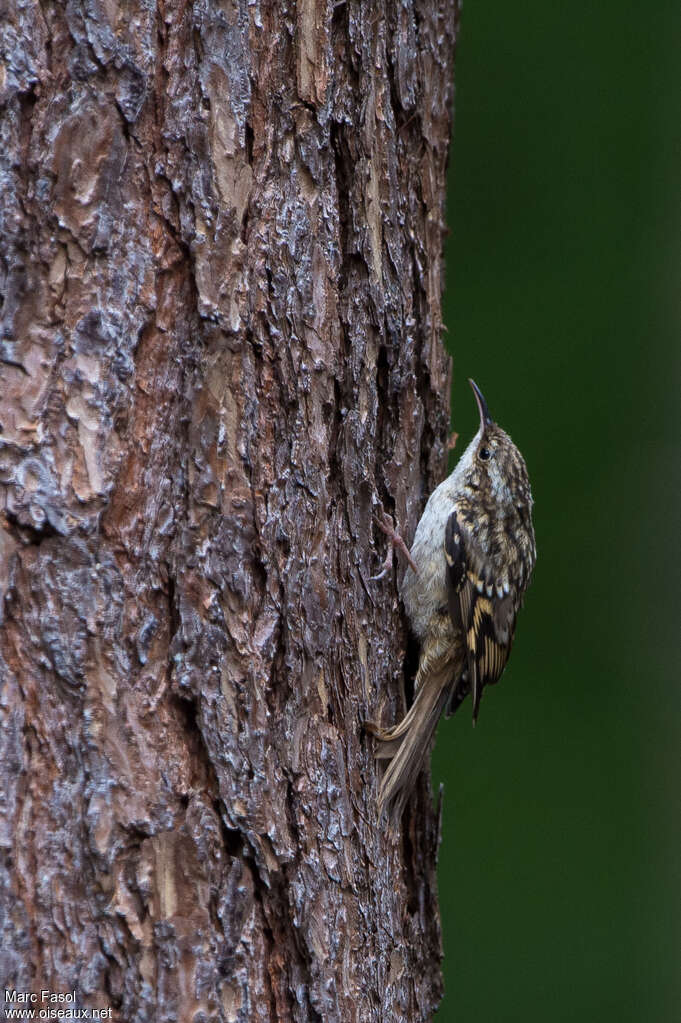 Grimpereau des jardinsadulte, identification, camouflage