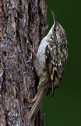 Short-toed Treecreeper