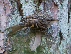 Short-toed Treecreeper