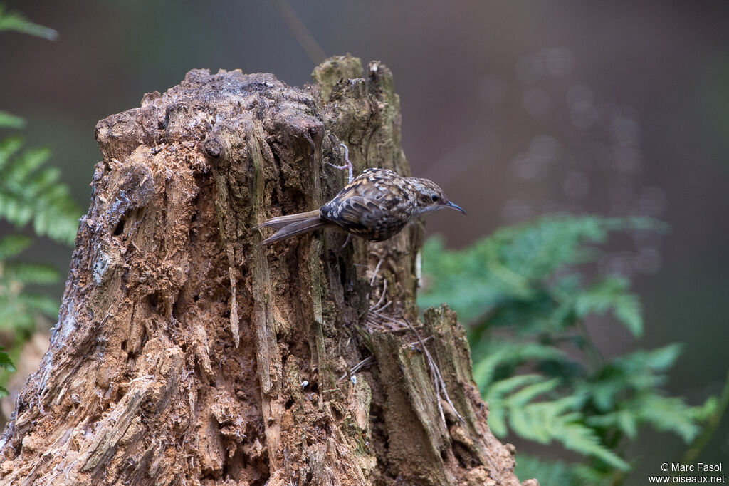 Short-toed Treecreeperadult