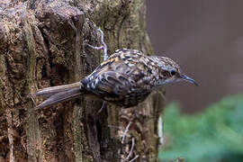 Short-toed Treecreeper