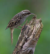 Short-toed Treecreeper