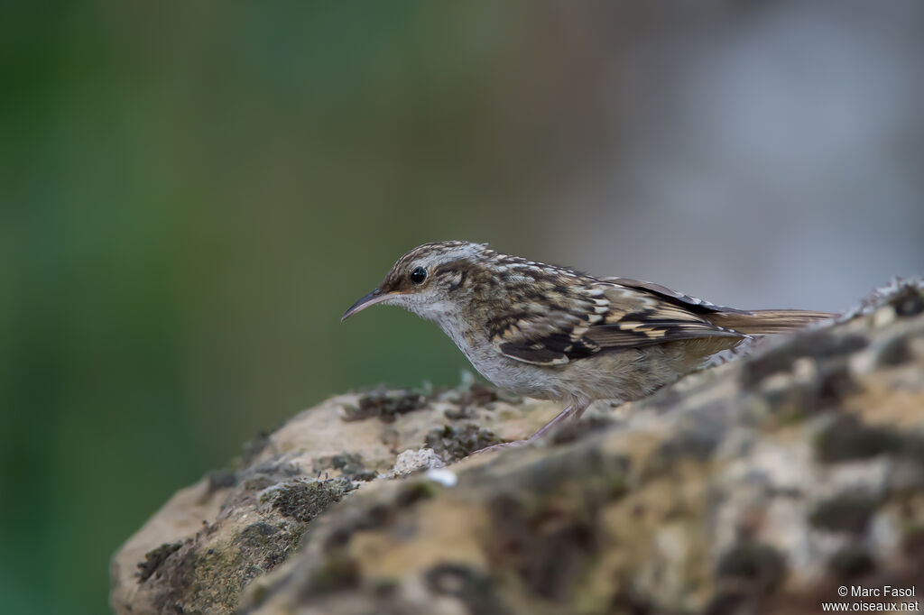 Short-toed Treecreeperimmature, identification