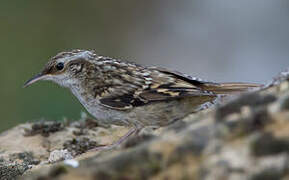 Short-toed Treecreeper