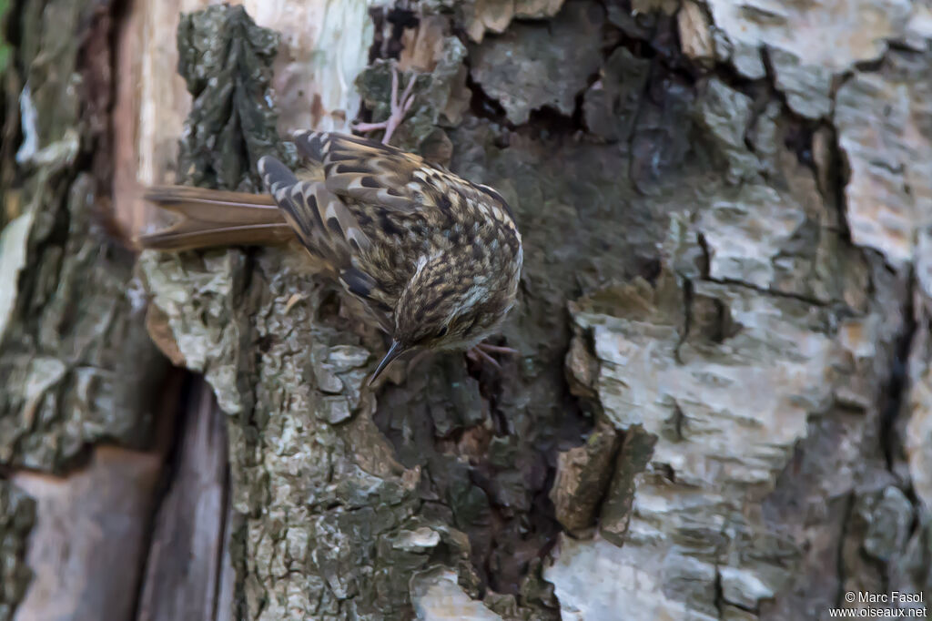 Short-toed Treecreeperimmature, identification