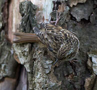 Short-toed Treecreeper