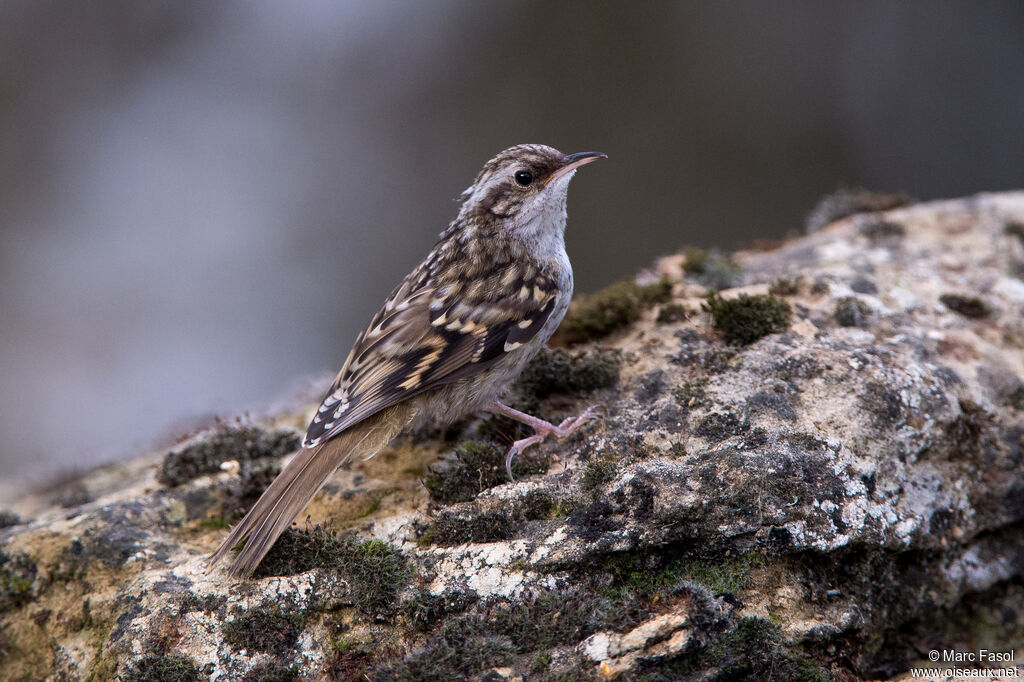 Short-toed Treecreeperimmature