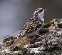 Short-toed Treecreeper