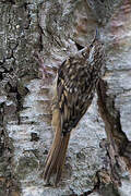 Short-toed Treecreeper