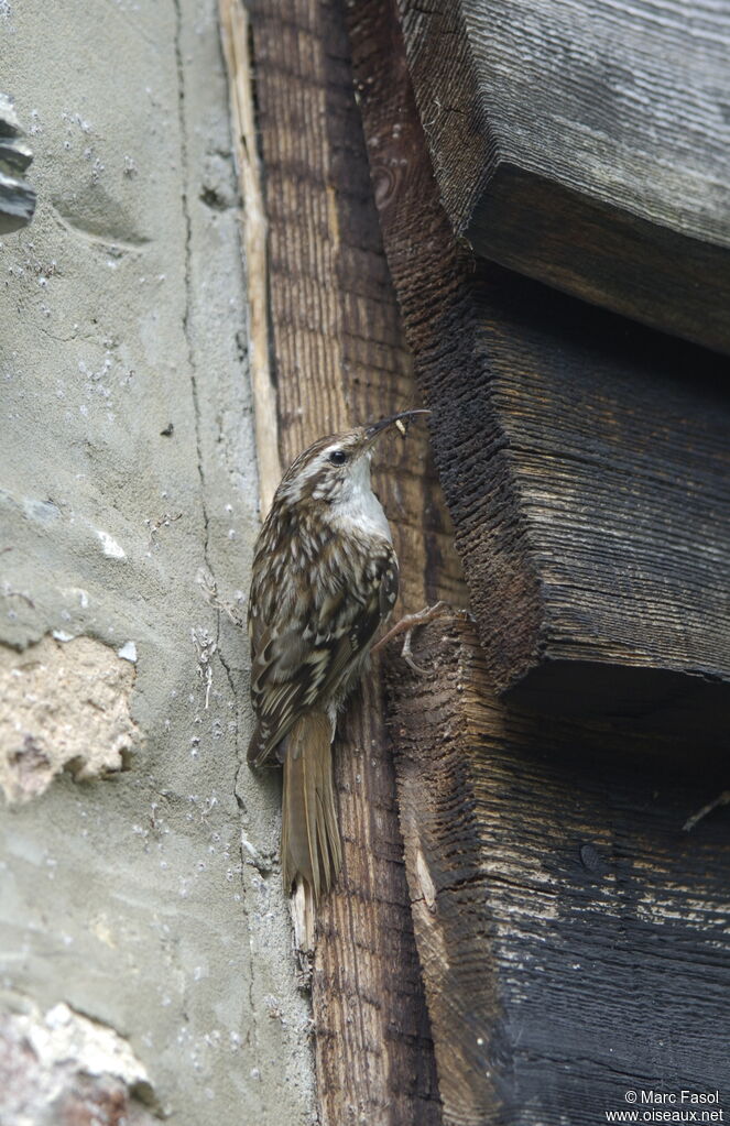 Short-toed Treecreeperadult breeding, identification, feeding habits, Reproduction-nesting