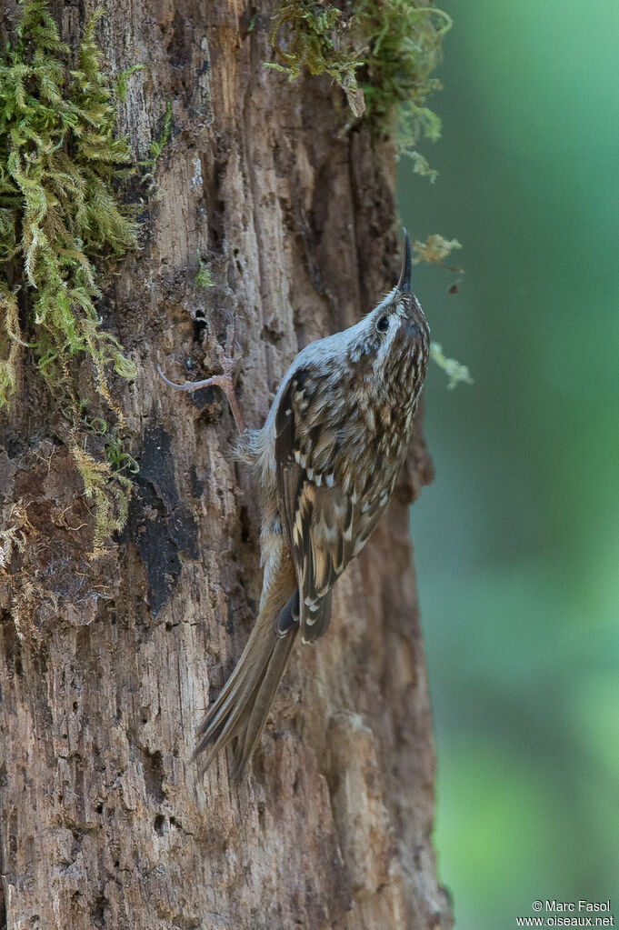 Short-toed Treecreeperadult, identification