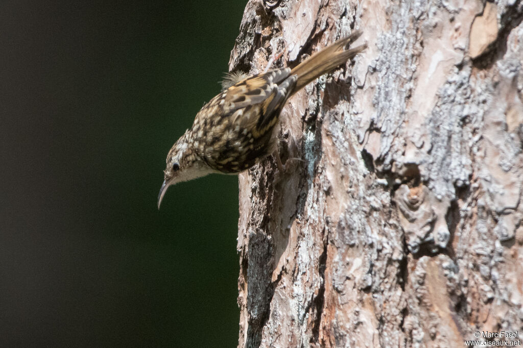 Grimpereau des jardinsadulte, identification