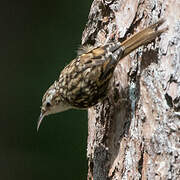 Short-toed Treecreeper