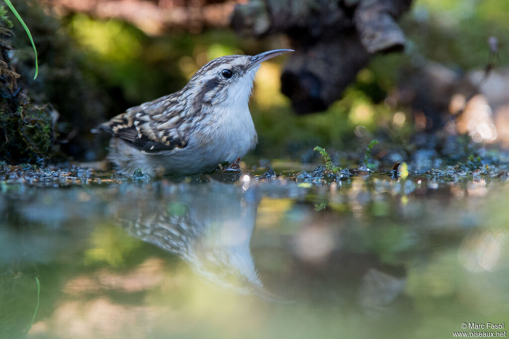 Short-toed Treecreeperadult, identification, care, drinks