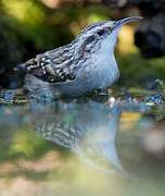 Short-toed Treecreeper