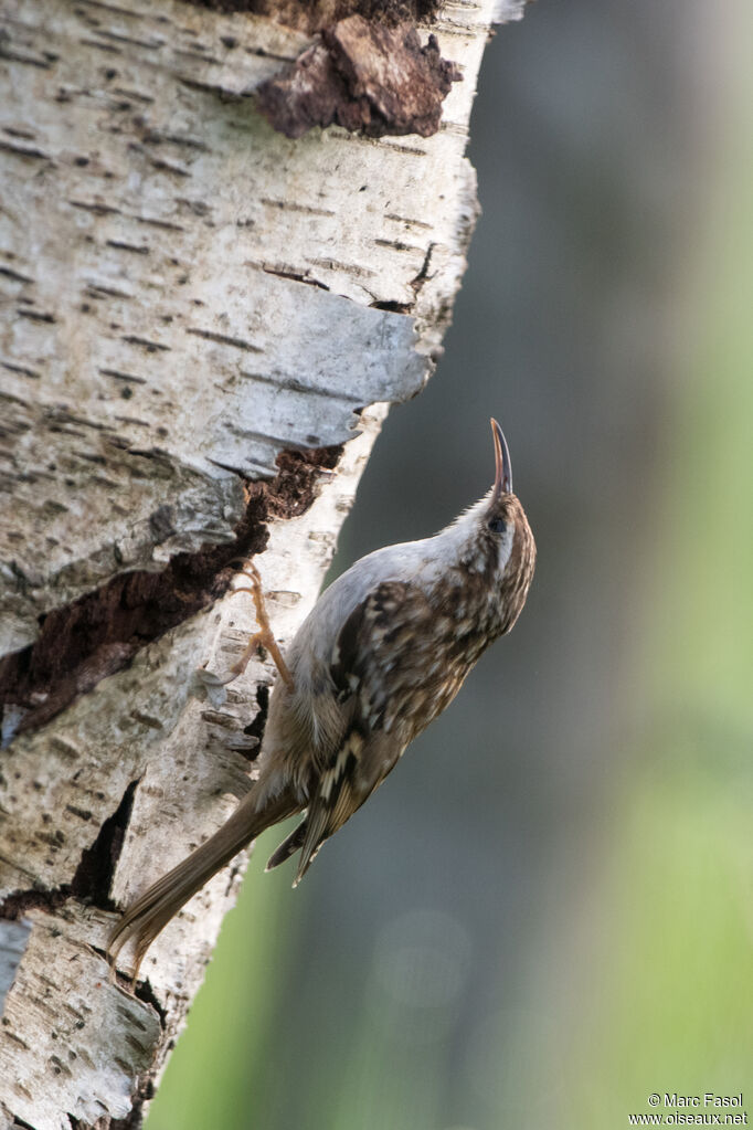 Short-toed Treecreeperadult, identification