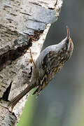 Short-toed Treecreeper