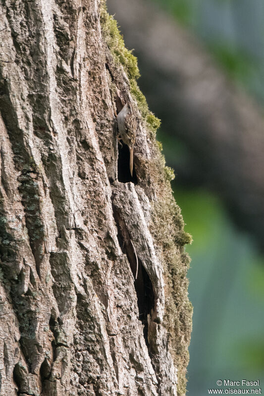 Short-toed Treecreeper, identification, Reproduction-nesting