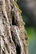 Short-toed Treecreeper