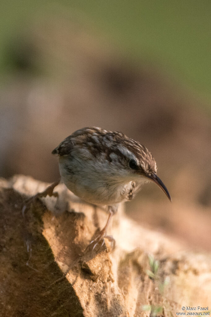 Short-toed Treecreeperadult