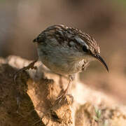 Short-toed Treecreeper