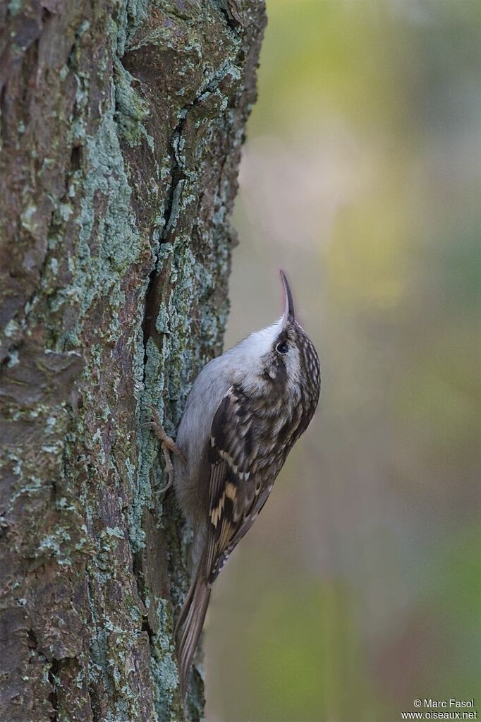 Short-toed Treecreeperadult, identification, Behaviour