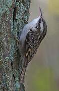 Short-toed Treecreeper