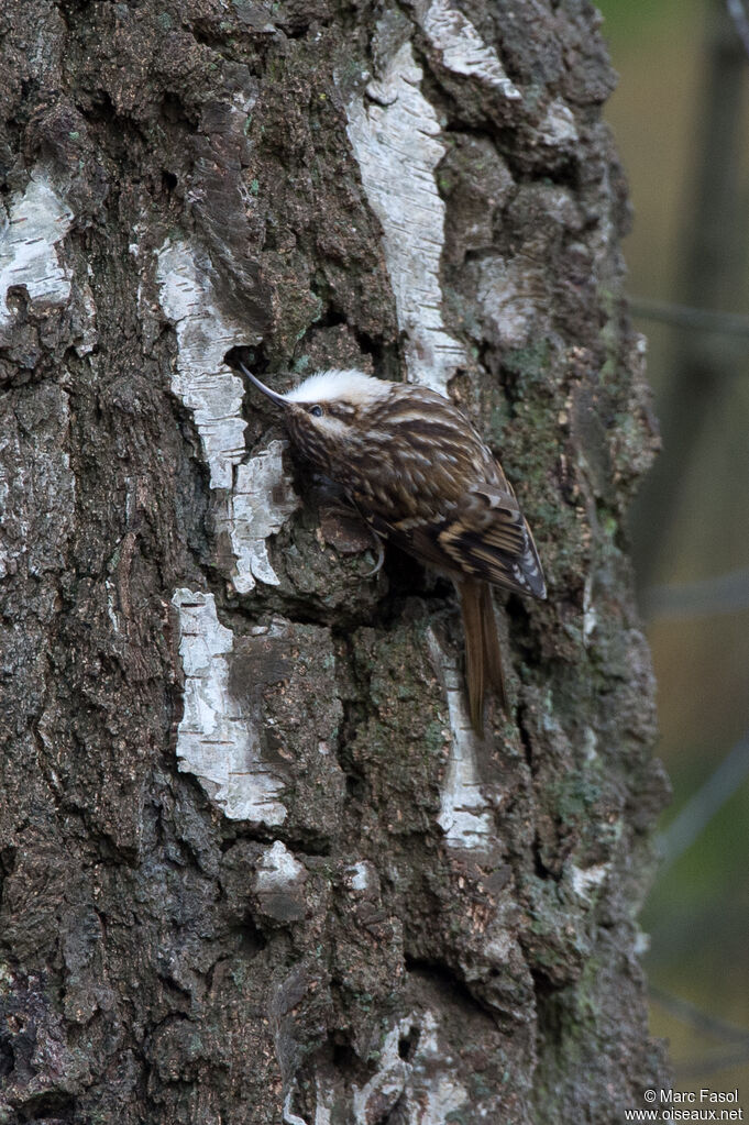 Short-toed Treecreeperadult, camouflage, fishing/hunting