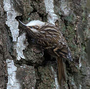 Short-toed Treecreeper