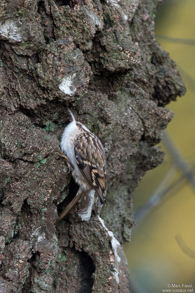 Short-toed Treecreeperadult, identification, camouflage, feeding habits, fishing/hunting