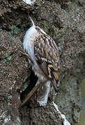 Short-toed Treecreeper